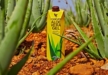 Entdecke die Kraft der Aloe Vera für ein gesünderes und schöneres Leben! - Image